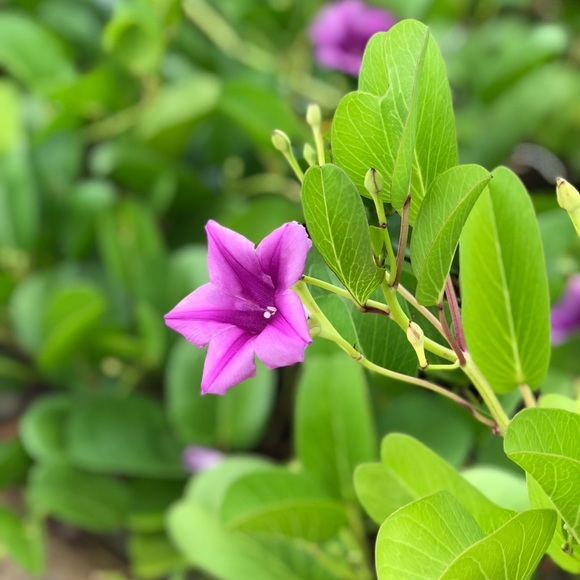 Meet your Posher, Corinne - Picture 1 of 1